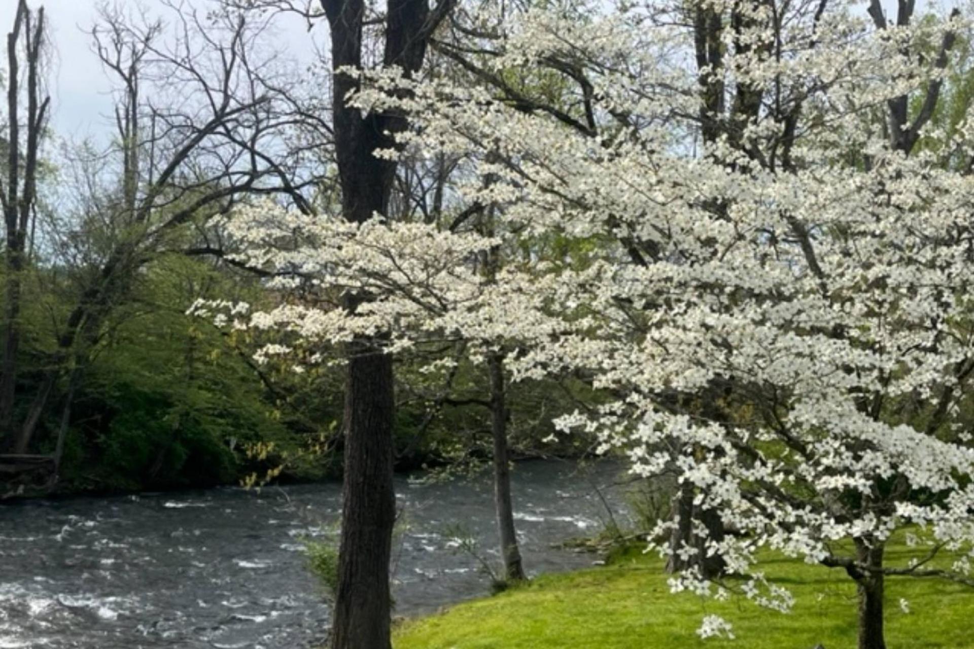 Mill Stream Cottage Pigeon Forge Buitenkant foto