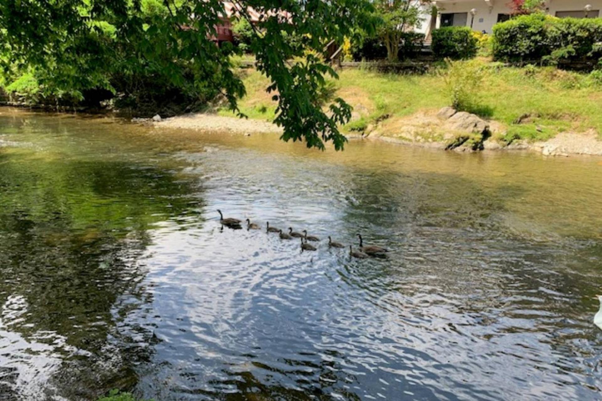 Mill Stream Cottage Pigeon Forge Buitenkant foto